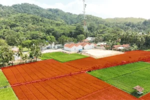 Mari Bantu Perluasan & Pengarugan Lahan Lembaga Pendidikan Mutiara Sunnah Pangandaran (Tahap 1)